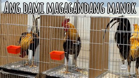 international gamefowl festival 2024|Philippine Pet Expo with the .